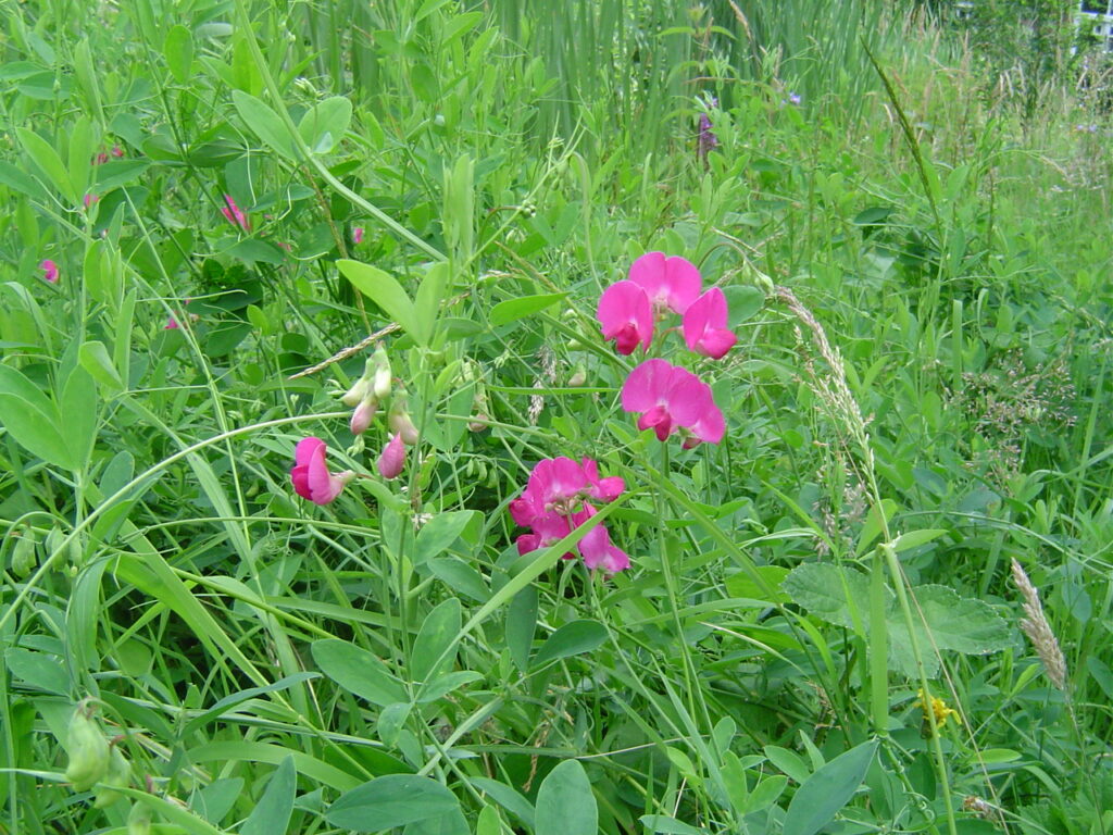 Fotoserie 2 - Plantenportretten