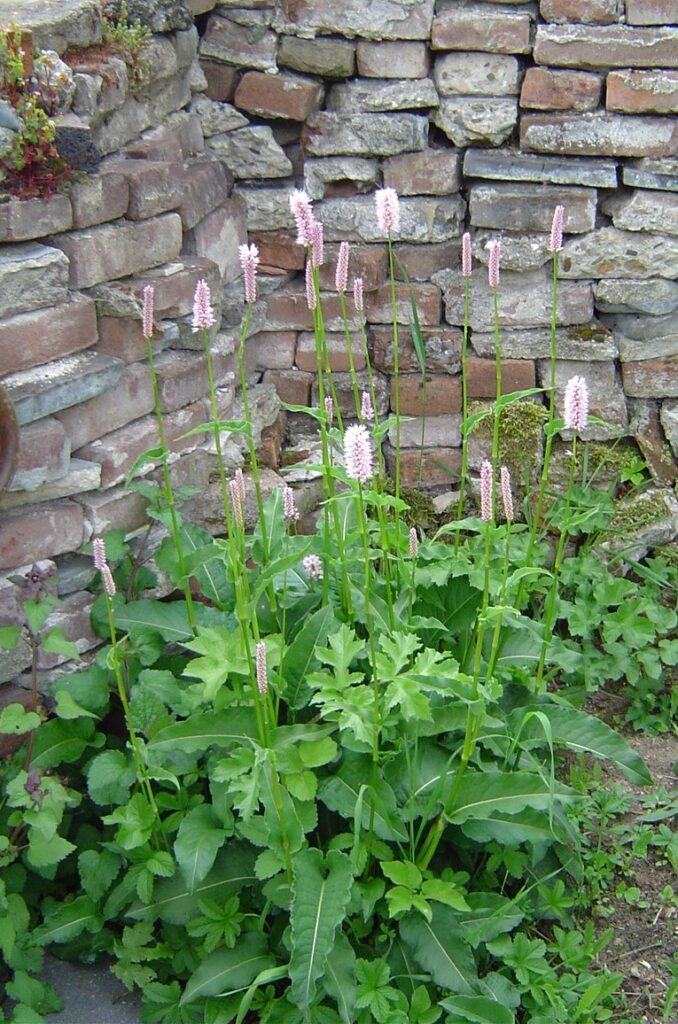 Fotoserie 2 - Plantenportretten