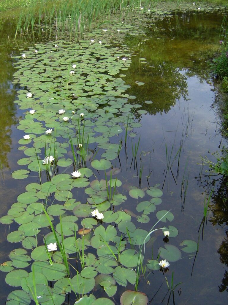 Fotoserie 2 - Plantenportretten