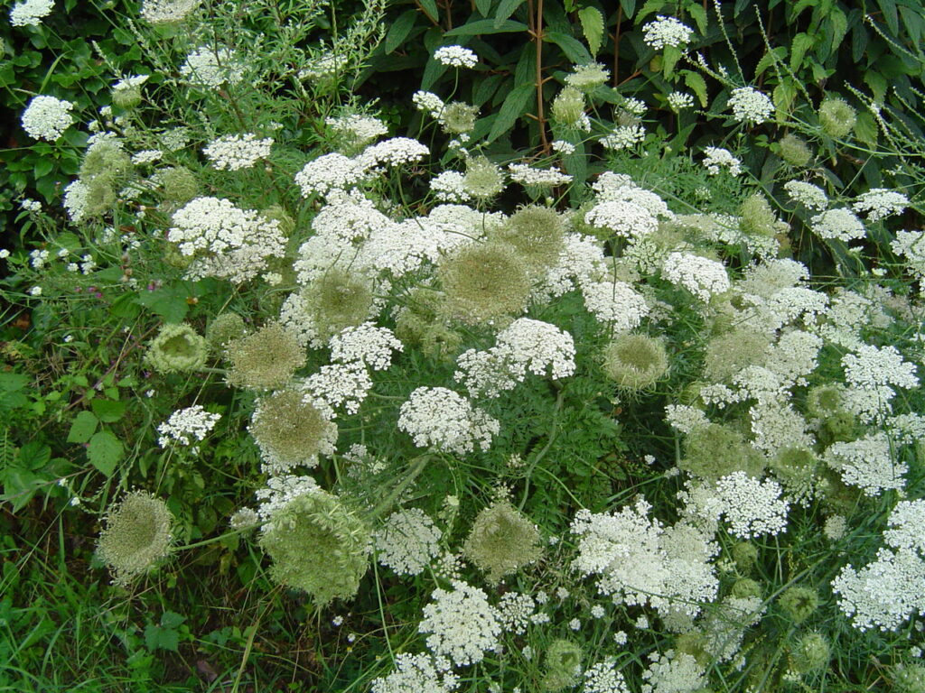 Fotoserie 2 - Plantenportretten