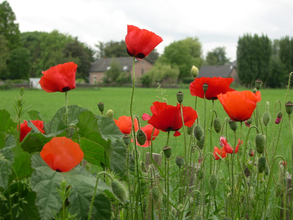 Fotoserie 2 - Plantenportretten